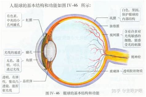 人眼睛|爱眼护眼：眼睛结构示意图+构造详解